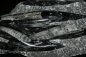 Preview: Orthoceras